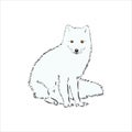 Vector Illustrated Portrait of Arctic fox. Cute white fluffy face of Polar Fox on blue background. Arctic Fox, wild white Fox, Royalty Free Stock Photo