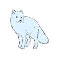 Vector Illustrated Portrait of Arctic fox. Cute white fluffy face of Polar Fox on blue background. Arctic Fox, wild white Fox, Royalty Free Stock Photo