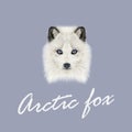 Vector Illustrated Portrait of Arctic fox. Royalty Free Stock Photo