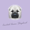 Vector Illustrated Portrait of Central Asian Shepherd Dog.
