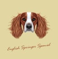 Vector illustrated Portrait of English Springer Spaniel dog Royalty Free Stock Photo