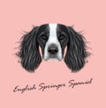 Vector illustrated Portrait of English Springer Spaniel dog. Royalty Free Stock Photo