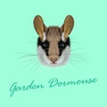 Vector Illustrated Portrait of Garden dormouse.