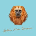 Vector Illustrated portrait of Golden lion tamarin monkey Royalty Free Stock Photo