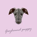 Vector Illustrated Portrait of Greyhound puppy.