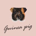 Vector Illustrated portrait of Guinea pig. Royalty Free Stock Photo