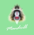 Vector Illustrated portrait of Mandrill monkey