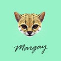 Vector Illustrated Portrait of Margay cat.