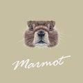 Vector Illustrated portrait of Marmot.