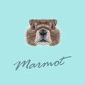 Vector Illustrated portrait of Marmot.