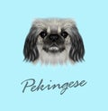 Vector Illustrated portrait of Pekingese dog