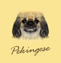Vector Illustrated portrait of Pekingese dog.