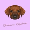 Vector Illustrated Portrait of Rhodesian Ridgeback dog.