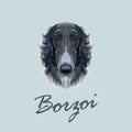 Vector Illustrated portrait of Russian Borzoi dog. Royalty Free Stock Photo