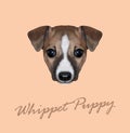 Vector Illustrated Portrait of Whippet puppy.