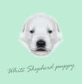 Vector Illustrated Portrait of White Sheperd puppy.