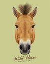 Vector Illustrated Portrait of Wild Horse on natural background.