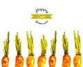Vector illustrated watercolor Easter carrots background Royalty Free Stock Photo