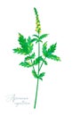 Vector illustration of Agrimonia Eupatoria.