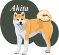 Akita Vector Illustration