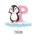 Vector Illustration Of Alphabet Letter P And Penguin Royalty Free Stock Photo