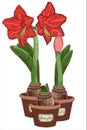 Vector illustration. Amaryllis growth stages. Hippeastrum in a pot. Bulb, sprout and amaryllis flower. Red flower in a pot. Elegan