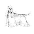 Vector illustration of an American Cocker Spaniel isolated on a white background. Sketch with a pet in the style of engraving. A Royalty Free Stock Photo