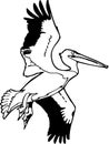 American White Pelican Illustration