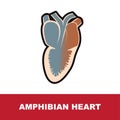 Vector illustration of amphibian schematic heart anatomy