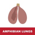 Vector illustration of amphibian schematic lung anatomy.