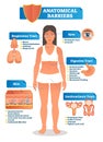 Vector illustration with anatomical barriers scheme. Human body with respiratory, digestive, genitourinary tract, eyes and skin.