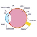 Vector illustration: anatomical structure of the eye with captions