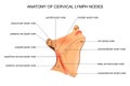 Anatomy of cervical lymph nodes Royalty Free Stock Photo