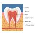 Vector illustration: Anatomy of a cross section of a tooth for medical education and dental care. Scheme with signatures.