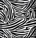 Vector illustration of animals skins. Zebra skin