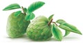 Annona cherimoya fruits with leafes