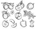 Highly detailed hand drawn apples set