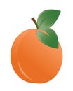 Vector illustration of the apricot