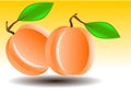 Vector illustration of apricot or peach