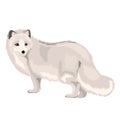 Vector Illustration Arctic Fox Royalty Free Stock Photo