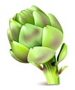 Vector illustration of artichoke.