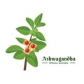 Vector illustration, Ashwagandha or Withania somnifera, isolated on white, Ashwaganda is an Ayurvedic medicinal plant.