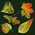 Vector illustration of autumn leaves of various deciduous trees