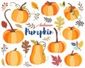 Autumn Pumpkin Harvest Collections Set Royalty Free Stock Photo