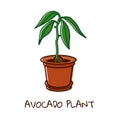 Vector illustration of an avocado plant grown from a seed.