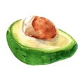 Vector illustration of avocado. Watercolor