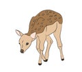 Vector illustration baby deer, silhouette, vector Royalty Free Stock Photo