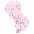 Baby in fetal position icon. Vector illustration of baby fetus. Hand drawn baby in fetal position