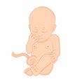 Vector illustration of a baby in the womb on a white background Royalty Free Stock Photo