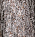 Vector illustration of a background of the bark of a Pinus nigra tree, family Pinaceae